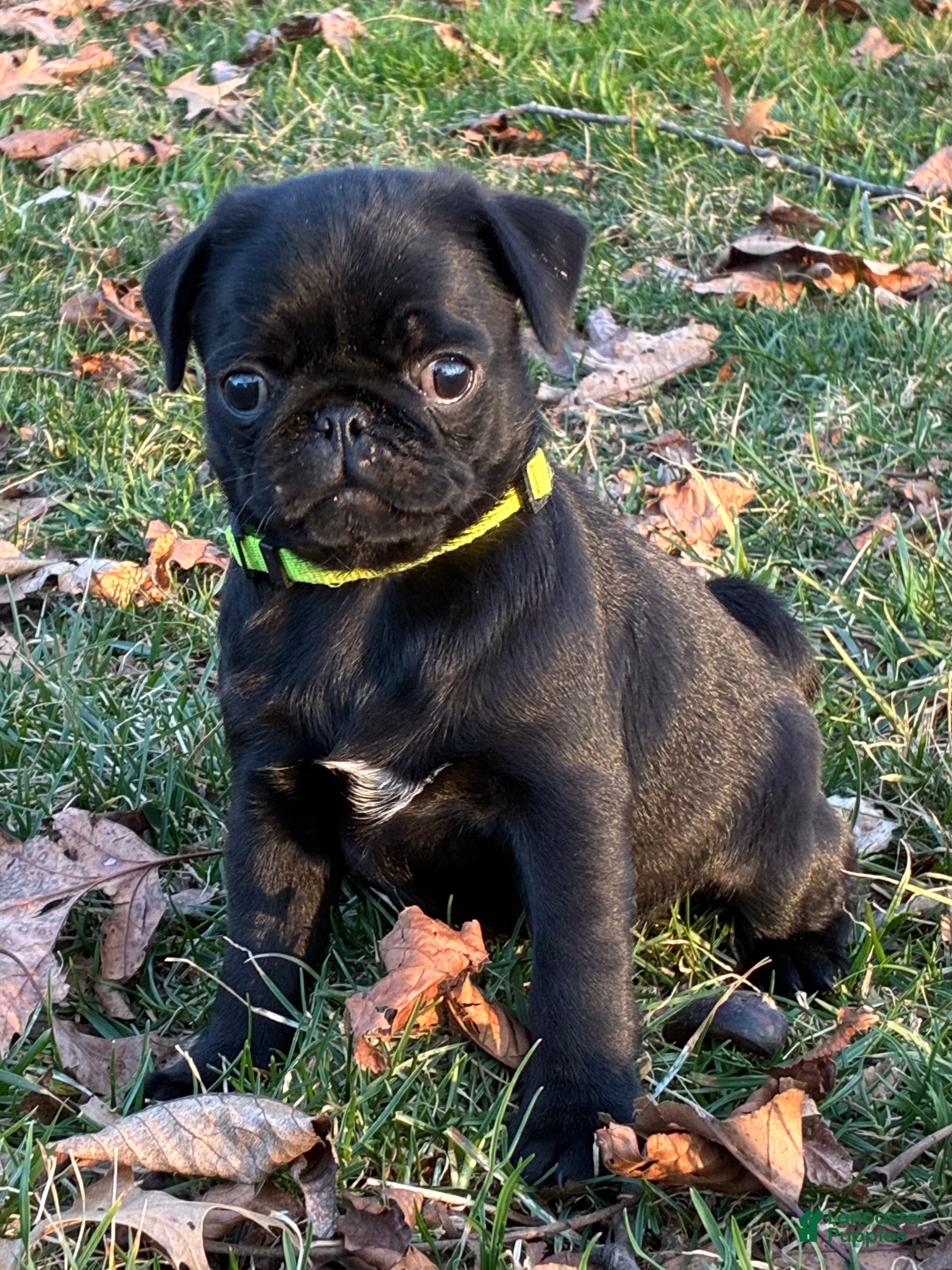 Pug dogs Harlo - Ad 2