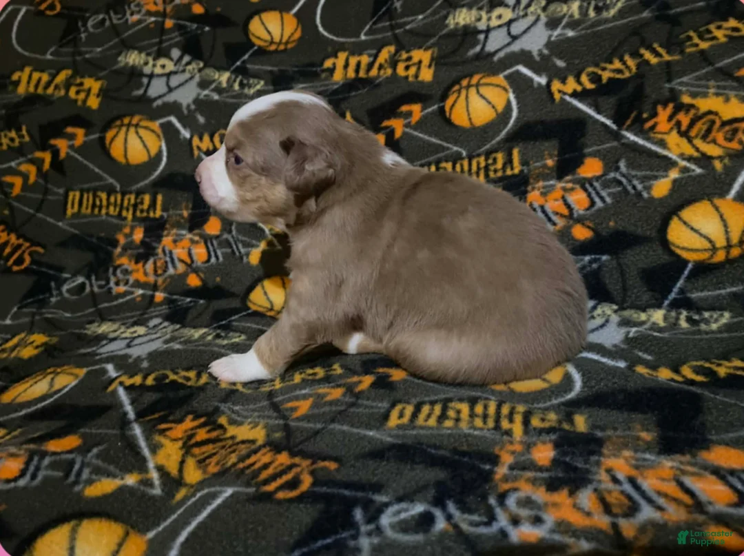 Australian Shepherd dogs for sale: Australian Shepherd Puppy 5 - Ad 2