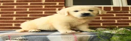 Golden Retriever dogs for sale: Pedro - Ad 2