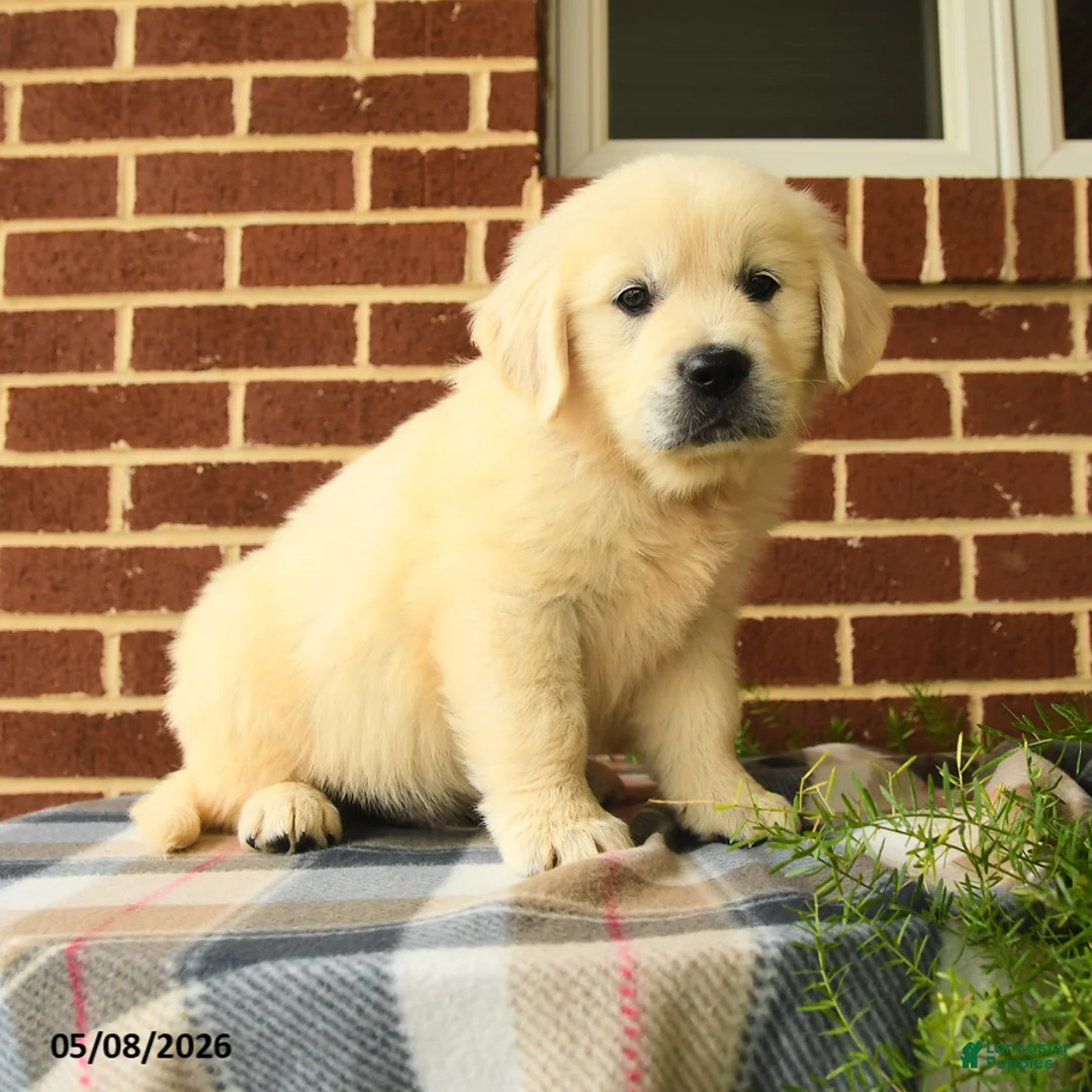 Golden Retriever dogs for sale: Pedro - Ad 2