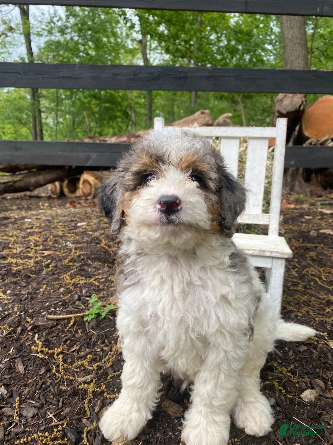 Bernedoodle dogs for sale: Franky - Ad 2