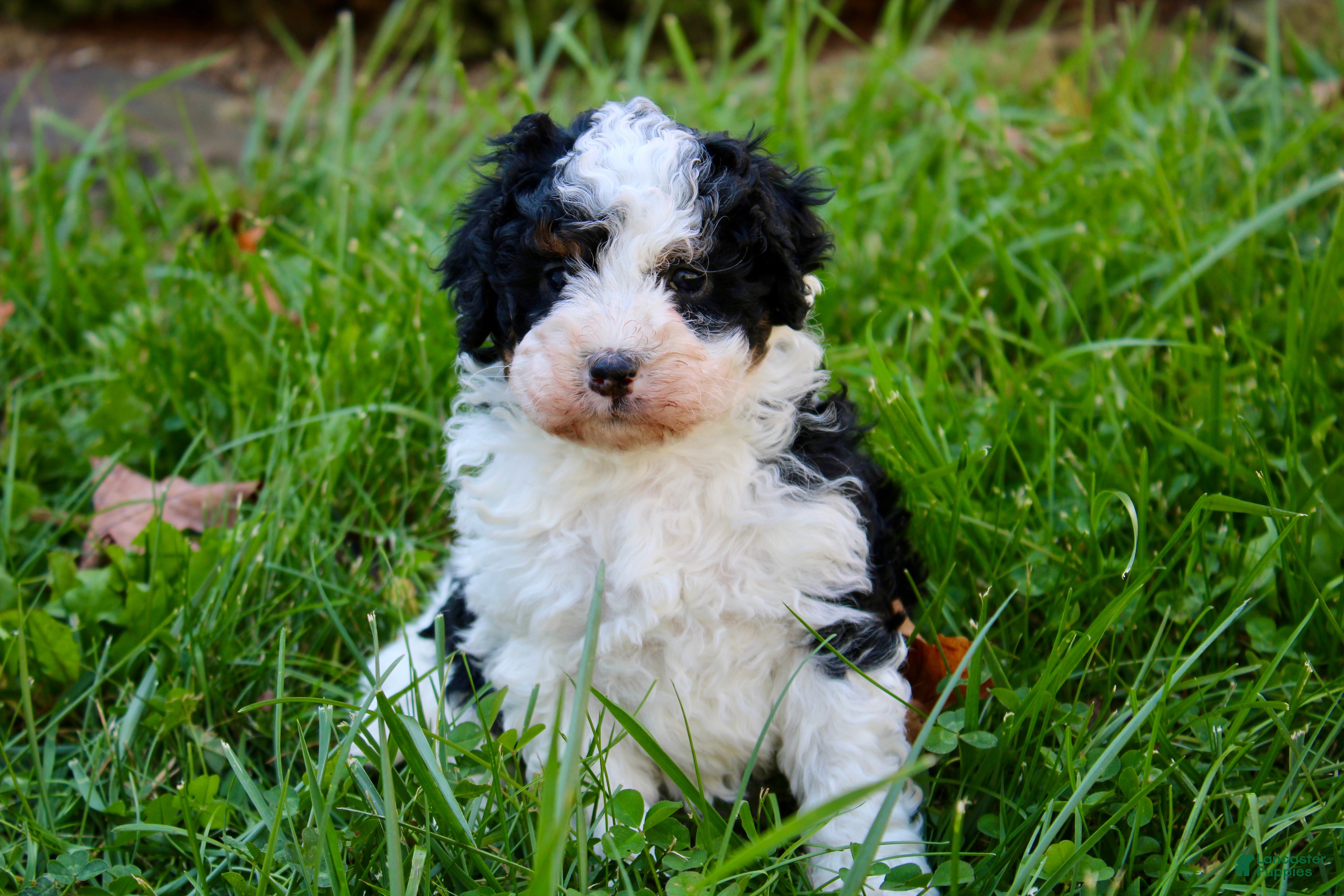 Mini Bernedoodle dogs for sale: Theodora - Ad 1