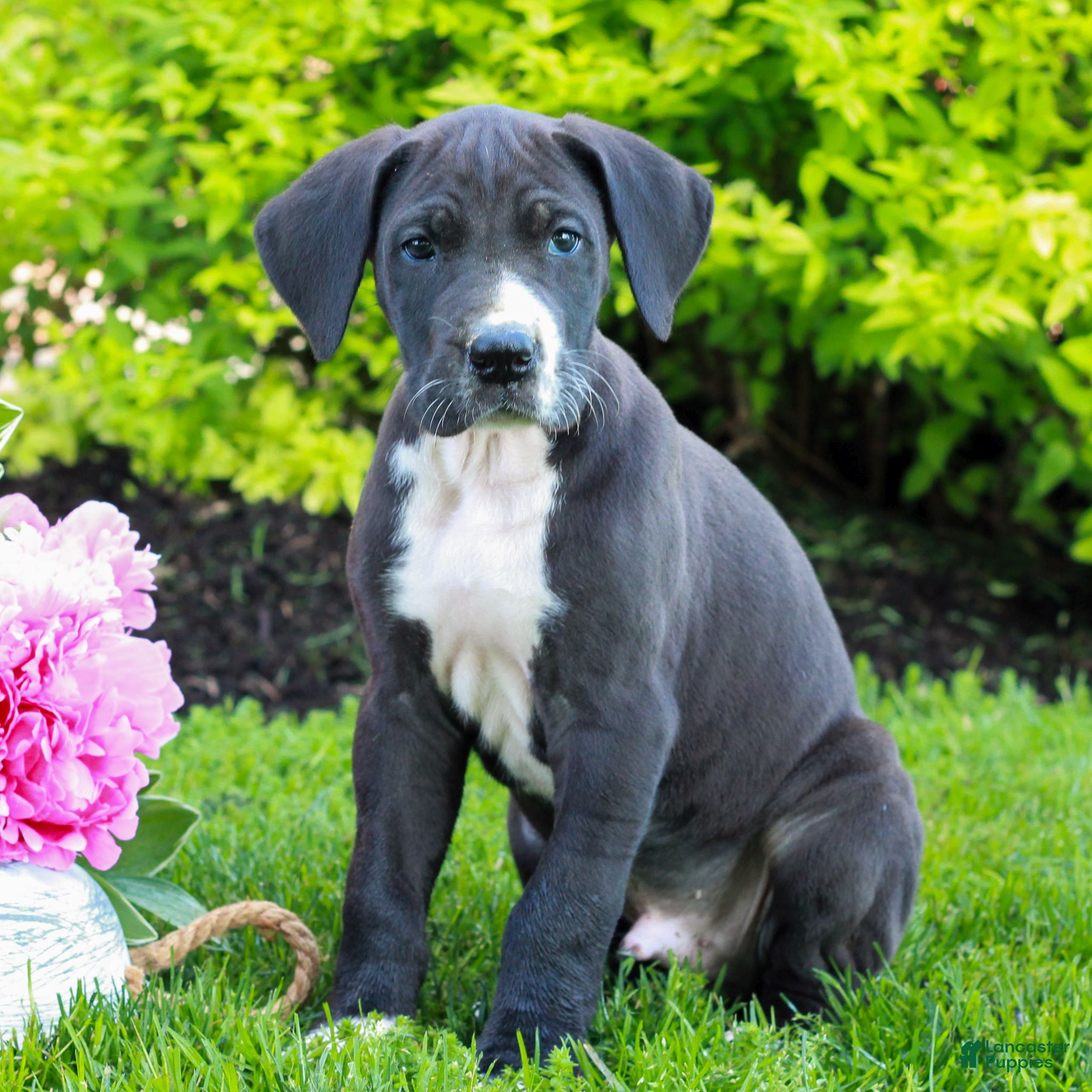 Great Dane dogs Russ  - Ad 1