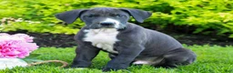 Great Dane dogs for sale: Russ  - Ad 1