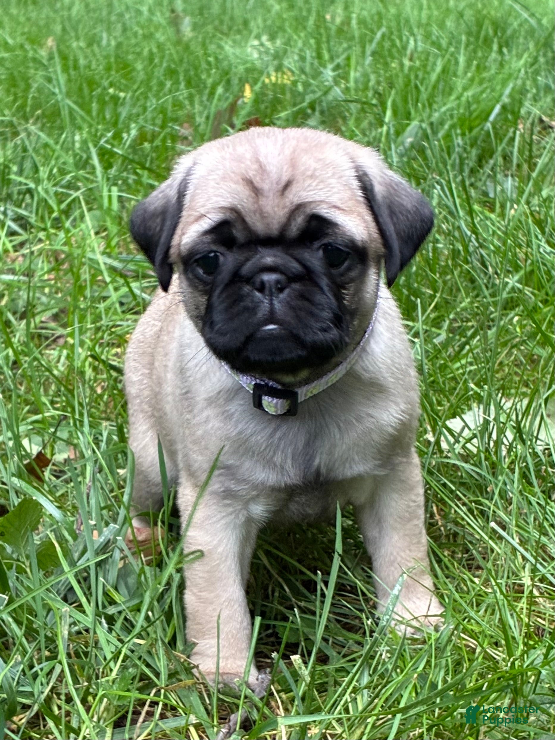Pug dogs Addie - Ad 2