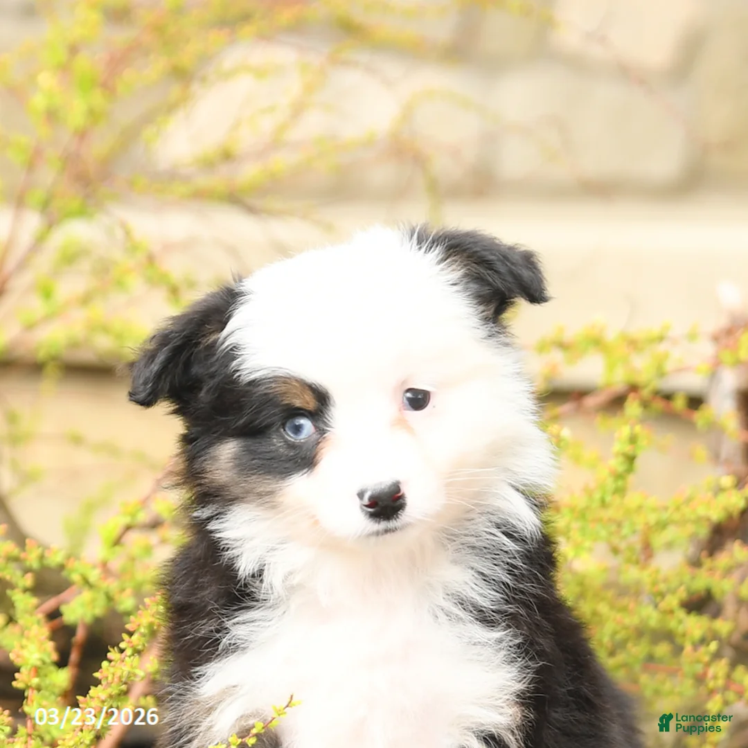 Miniature Australian Shepherd dogs for sale: Skye - Ad 5