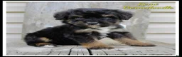 Bernedoodle dogs for sale: Remi - Ad 1