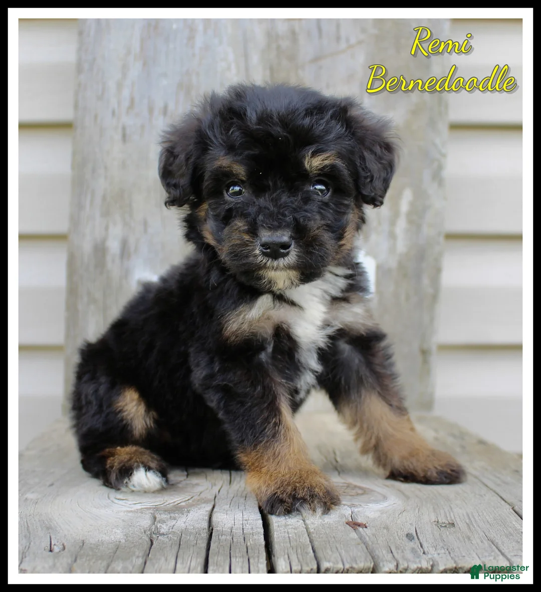 Bernedoodle dogs for sale: Remi - Ad 1