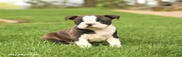 Boston Terrier dogs for sale: Royal - Ad 4