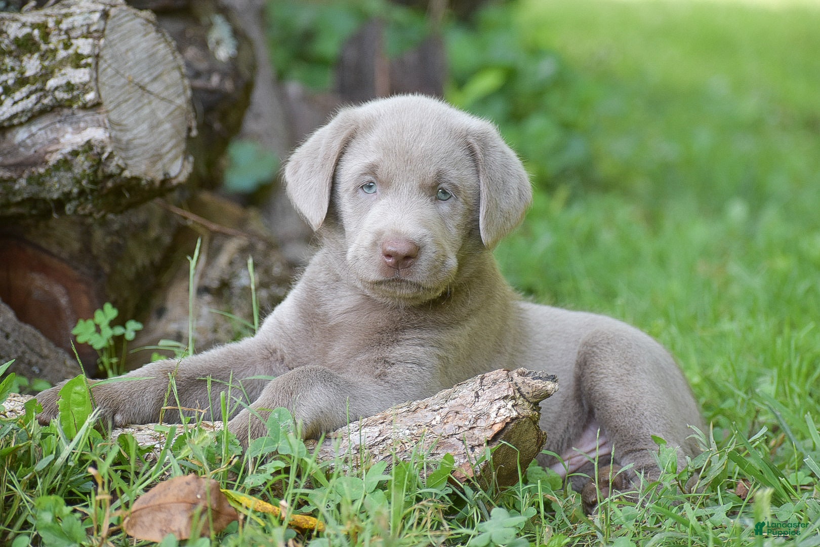 Labrador Retriever dogs Thunder - Ad 1