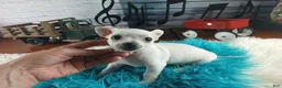 Chihuahua dogs for sale: Haleys white boy. Hand Delivery  - Ad 9