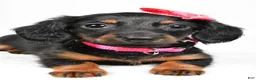 Miniature Dachshund dogs for sale: Maddie - Ad 7