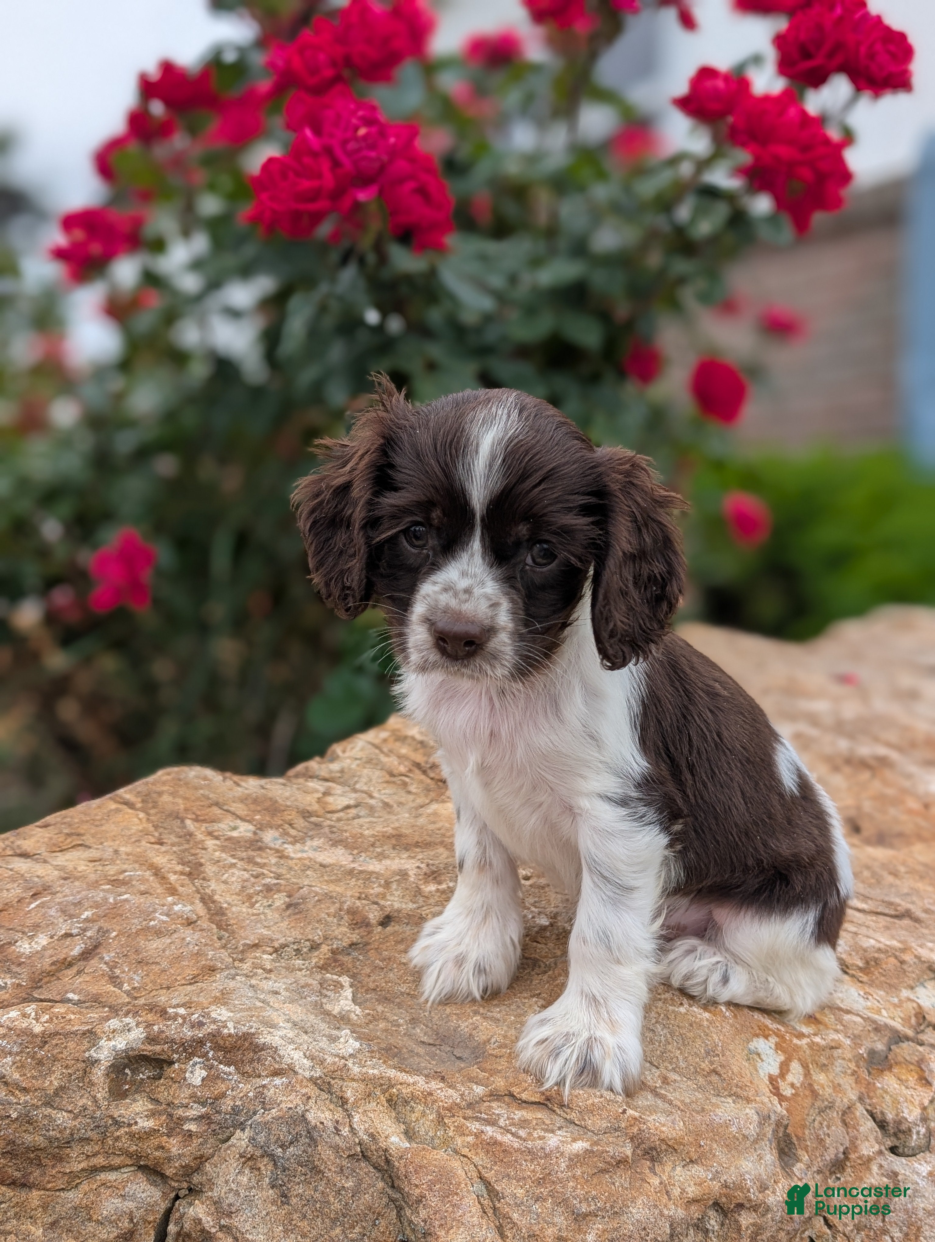 Cocker Spaniel dogs Annie  - Ad 1