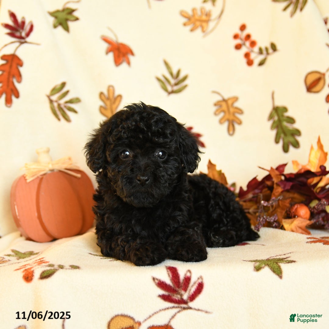 Havapoo dogs for sale: Harmony - Ad 1