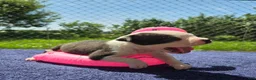 Olde English Bulldogge dogs for sale: Bonnie - Ad 18