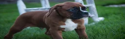 Boxer dogs for sale: Beck - Ad 1