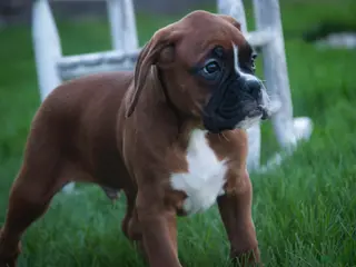 Boxer dogs for sale: Beck - Ad 2