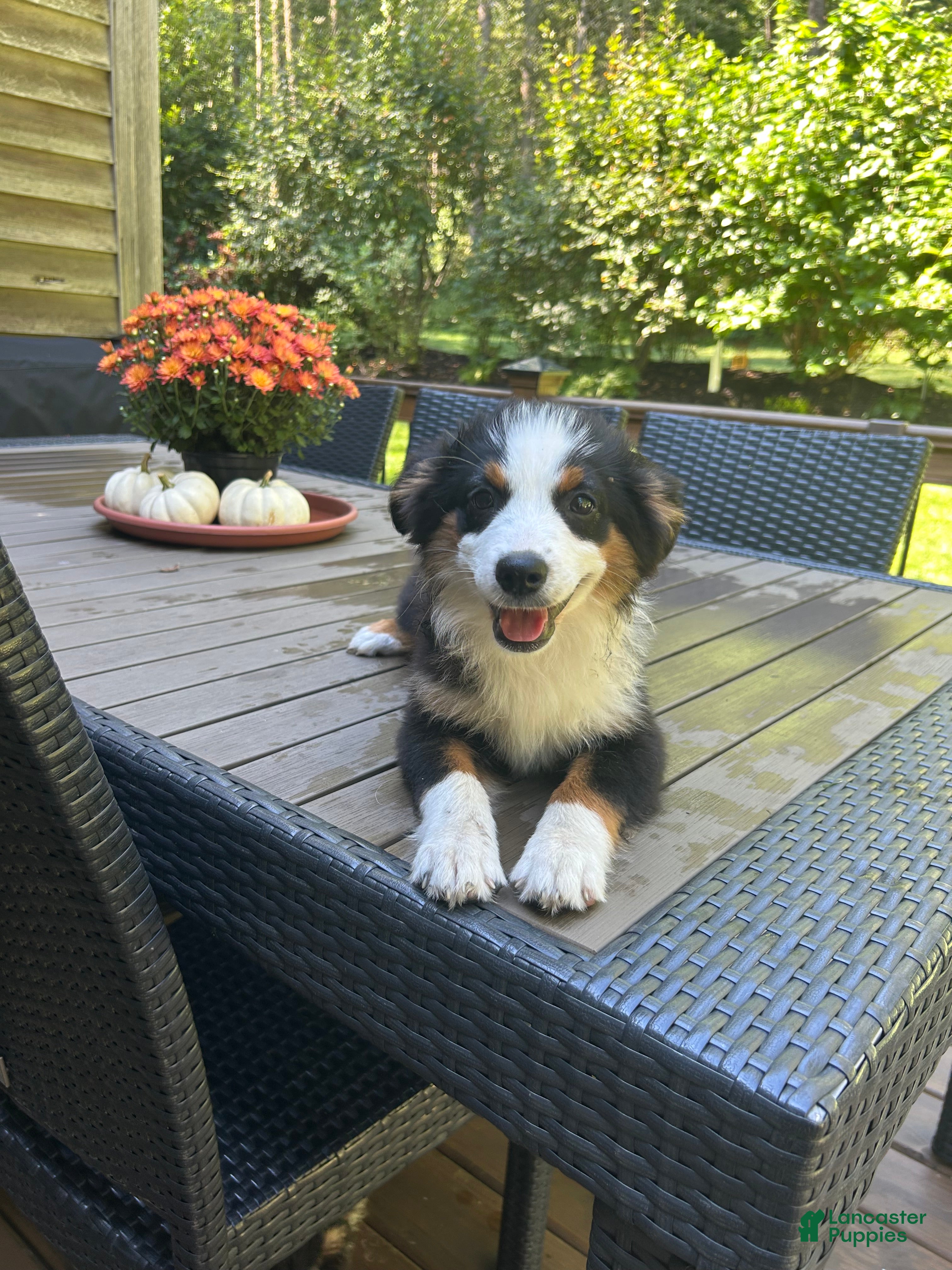 Miniature Australian Shepherd dogs Sunny  - Ad 1