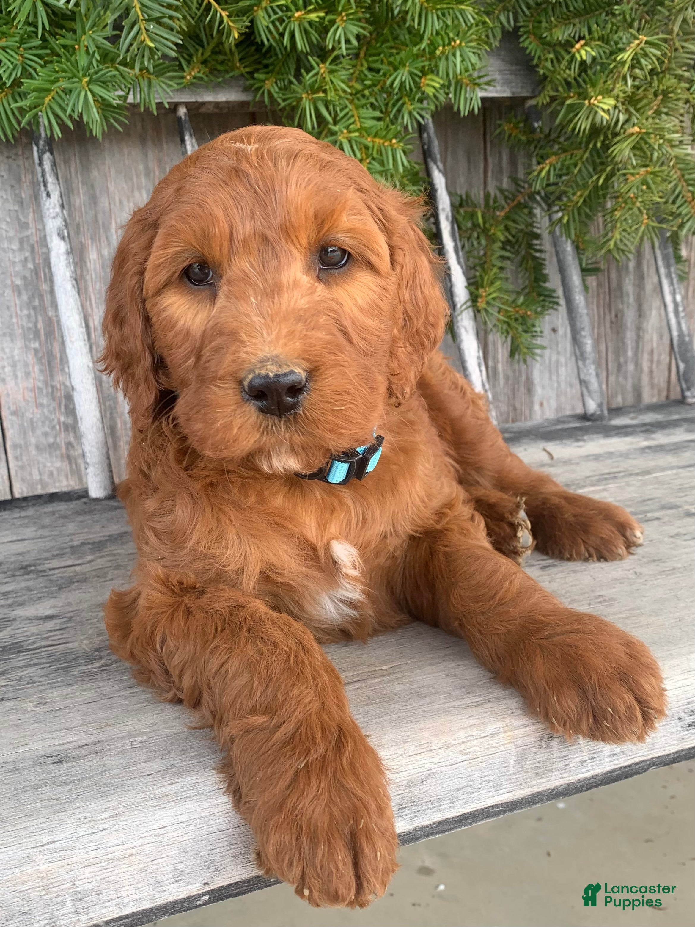 Irish Doodle dogs Ginger - Ad 1