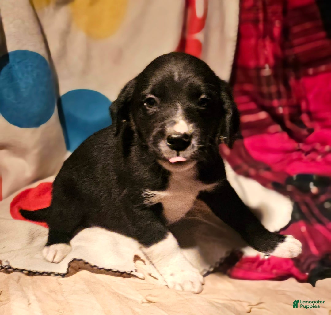 Border Collie dogs for sale: Ice - Ad 11