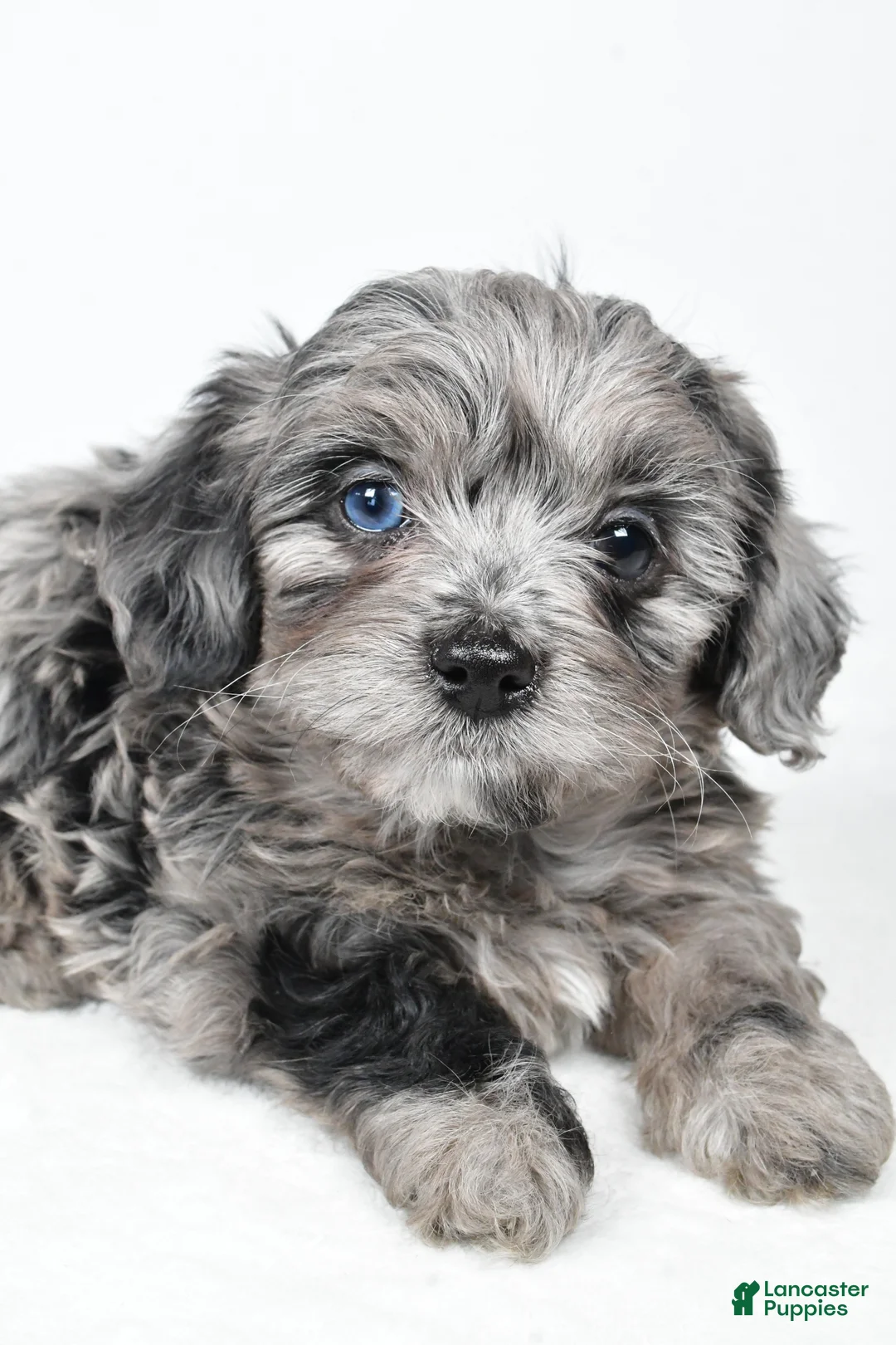Yorkiepoo dogs for sale: River - Ad 8