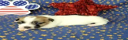 Jack Russell Terrier dogs for sale: CKC "Pilot" Delivery Available  - Ad 2
