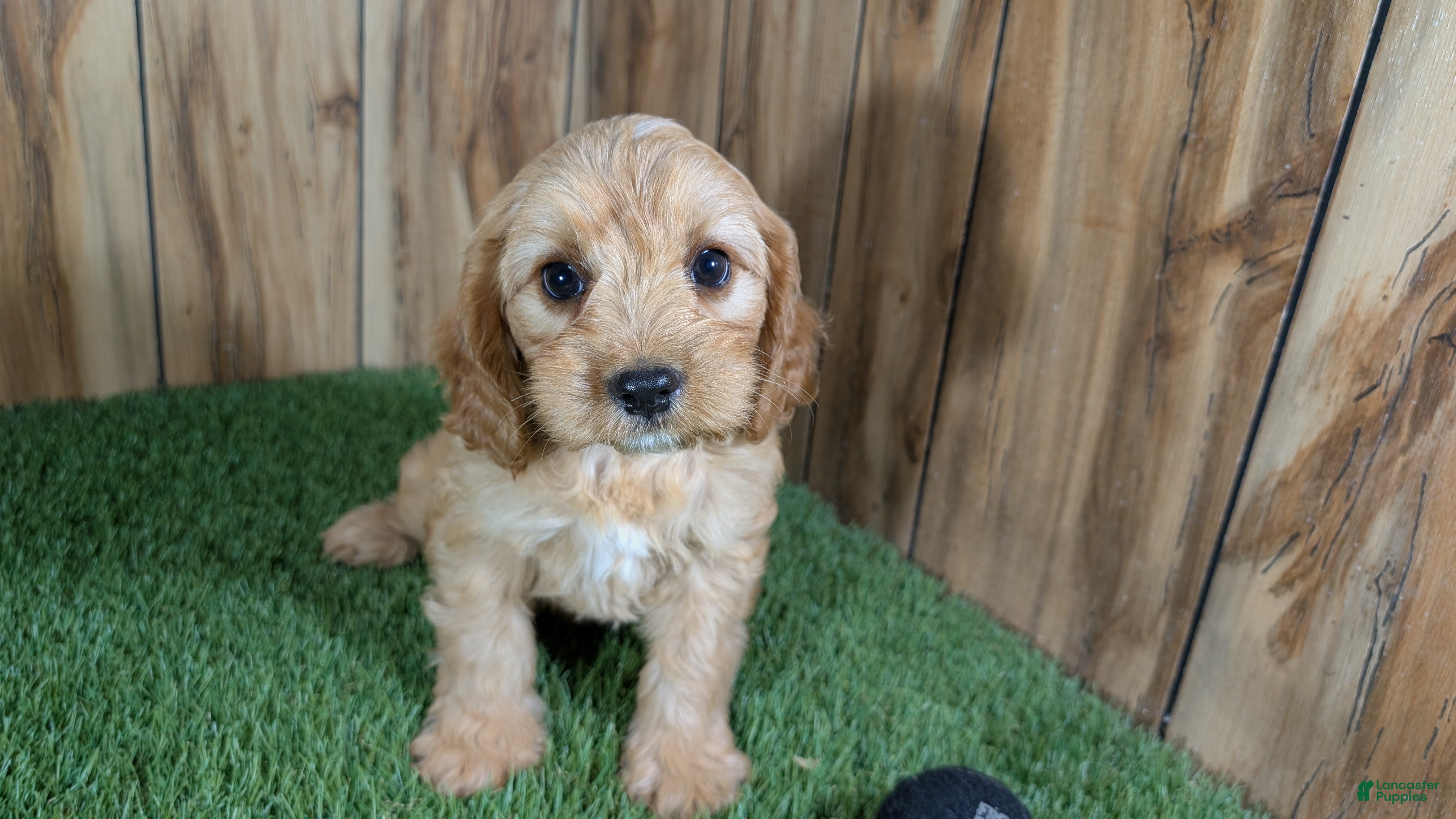 Cavapoo dogs Jazzy Boy 4 - Ad 2