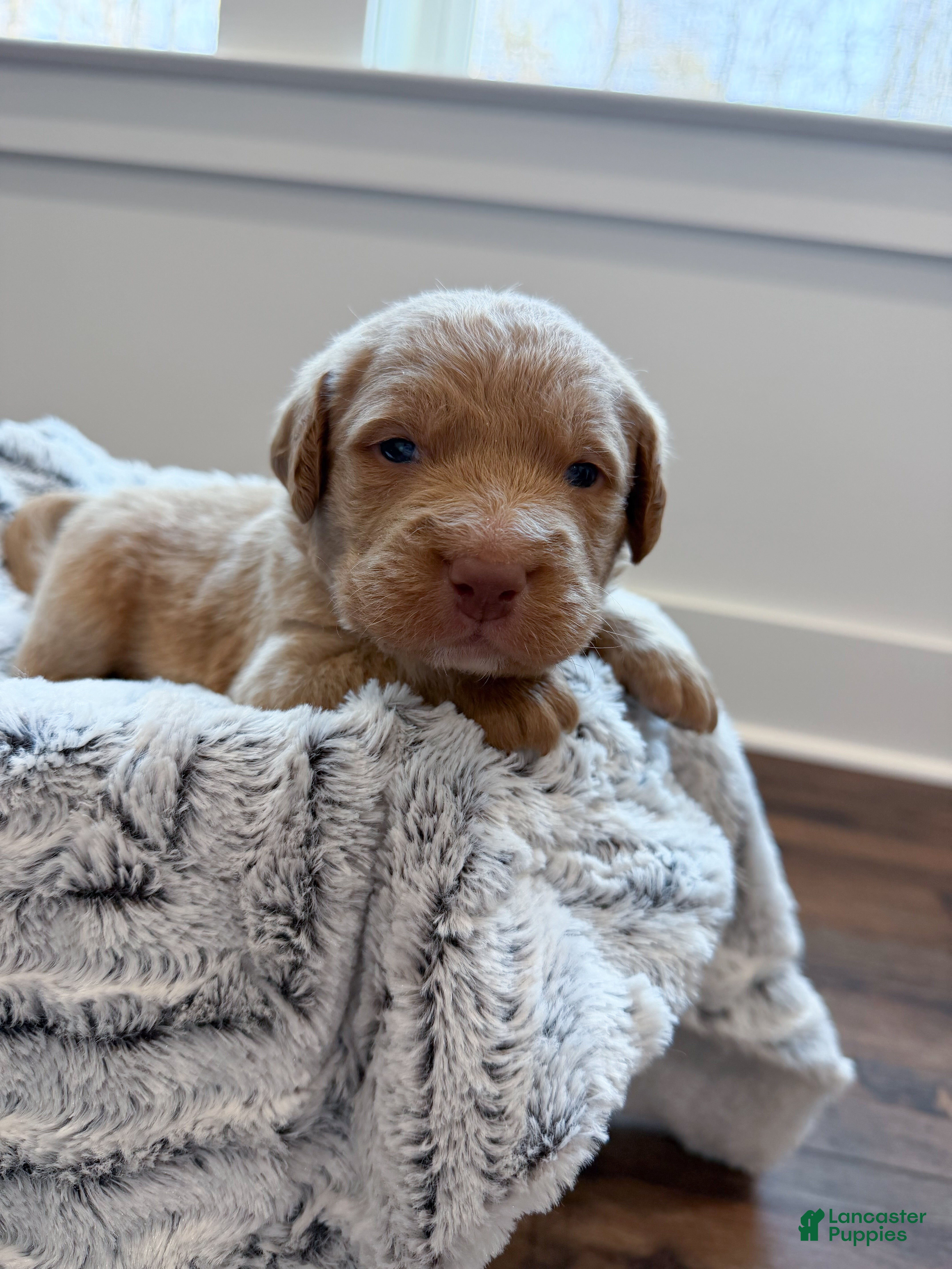Labradoodle dogs Ollie - Ad 2