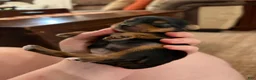 Yorkshire Terrier dogs for sale: Yorkshire Terrier Male Puppy - Ad 8