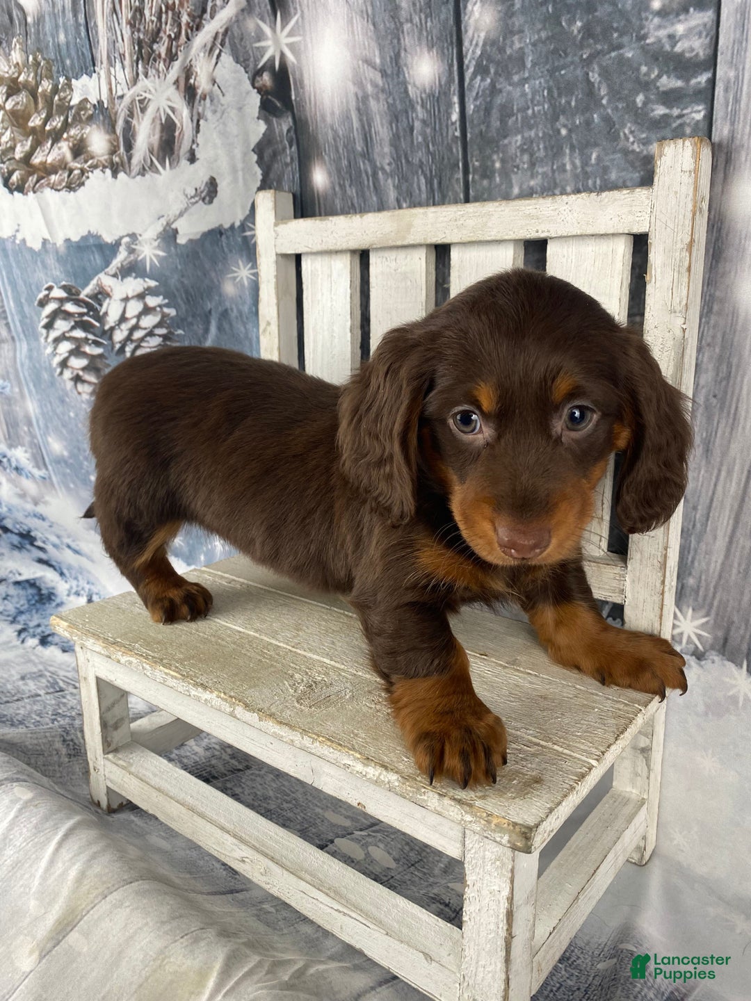 Miniature Dachshund dogs for sale: Lexi - Ad 10