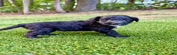 Portuguese Water Dog dogs for sale: Izzy - Ad 12