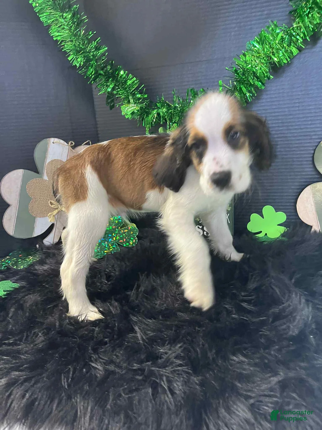 English Springer Spaniel dogs for sale: Seth - Ad 2