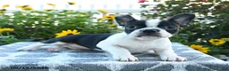 Boston Terrier dogs for sale: Cherie - Ad 4