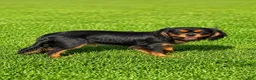 Cavapoo dogs for sale: Logan - Ad 9