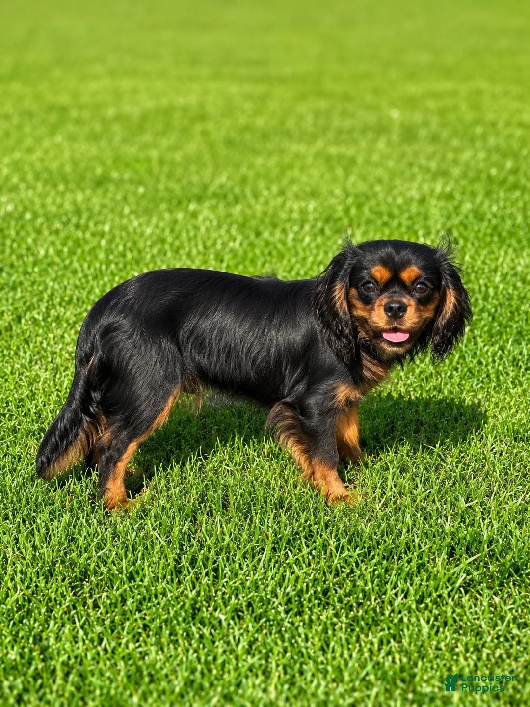 Cavapoo dogs for sale: Logan - Ad 9
