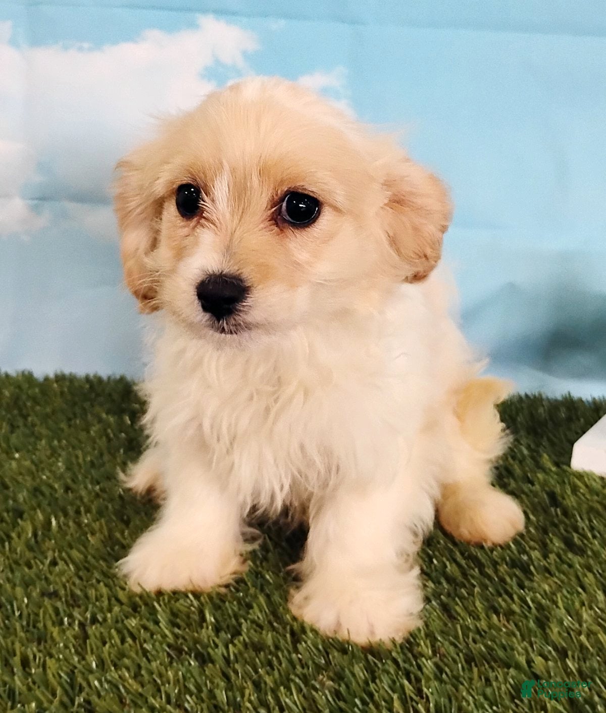 Cavachon dogs Cooper - Ad 2