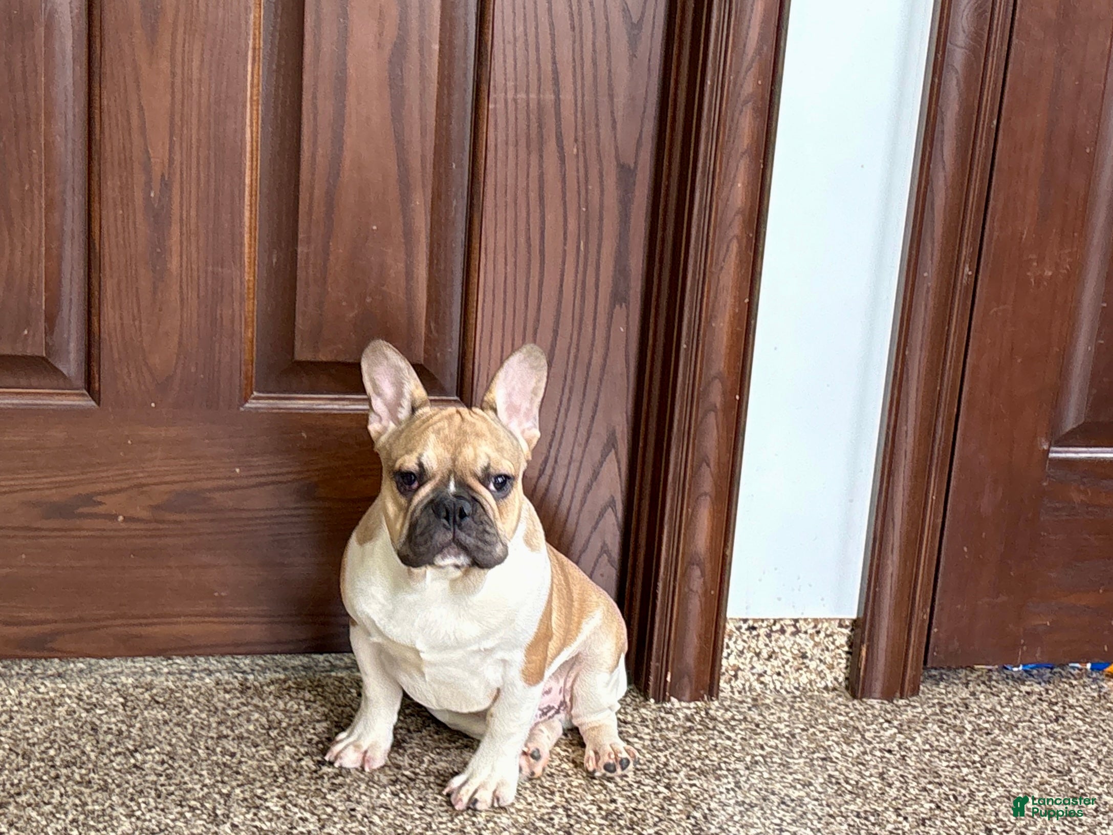 French Bulldog dogs French Bulldog Puppy 1 - Ad 2