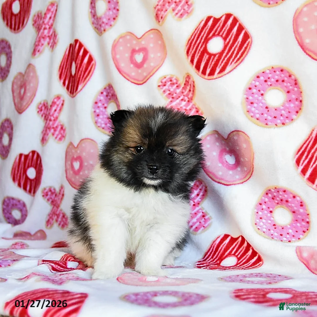 Pomeranian dogs for sale: Ace - Ad 2