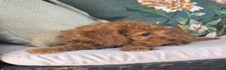Cavapoo dogs for sale: Fletcher - Ad 4
