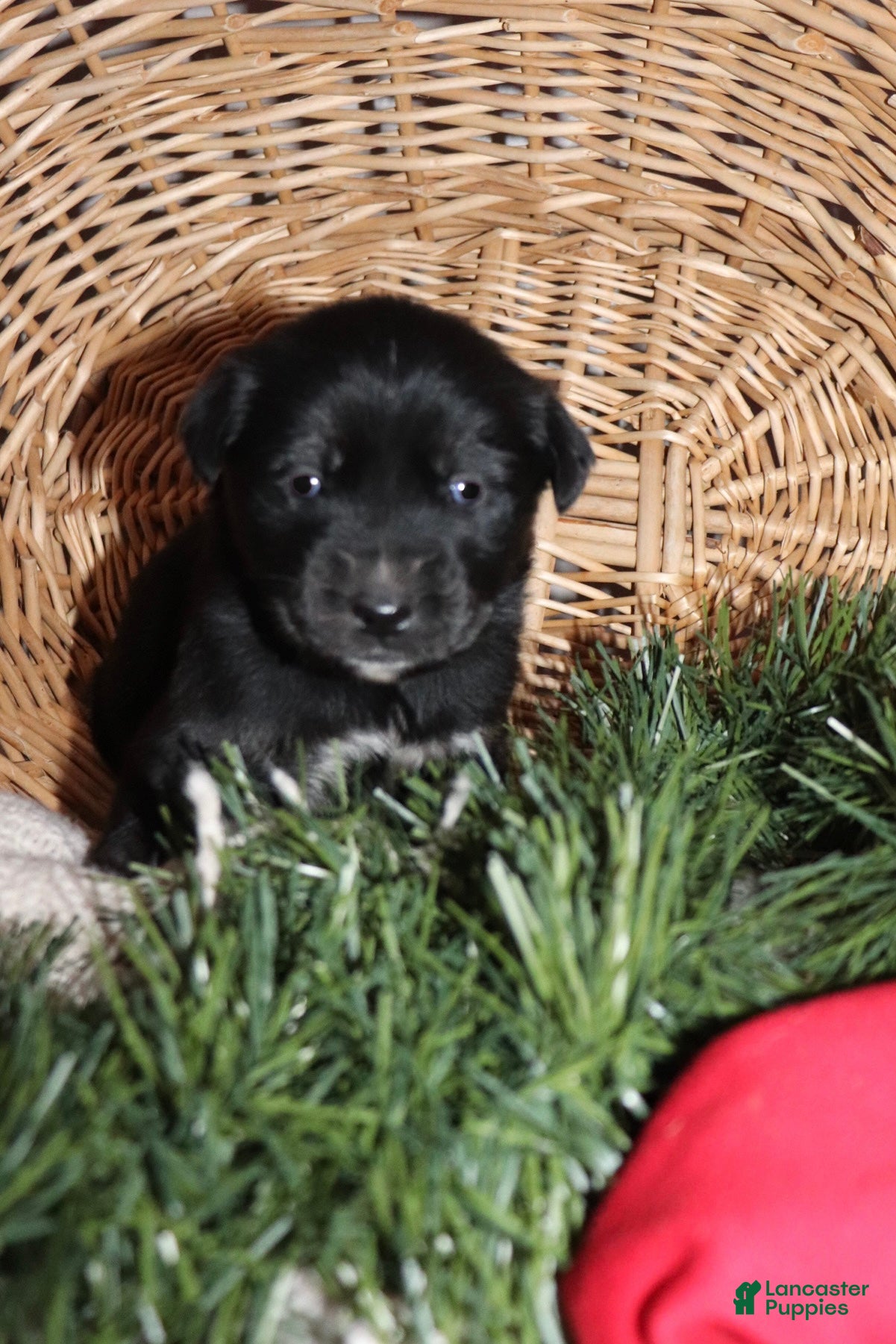 Goberian dogs Gemma - Ad 4