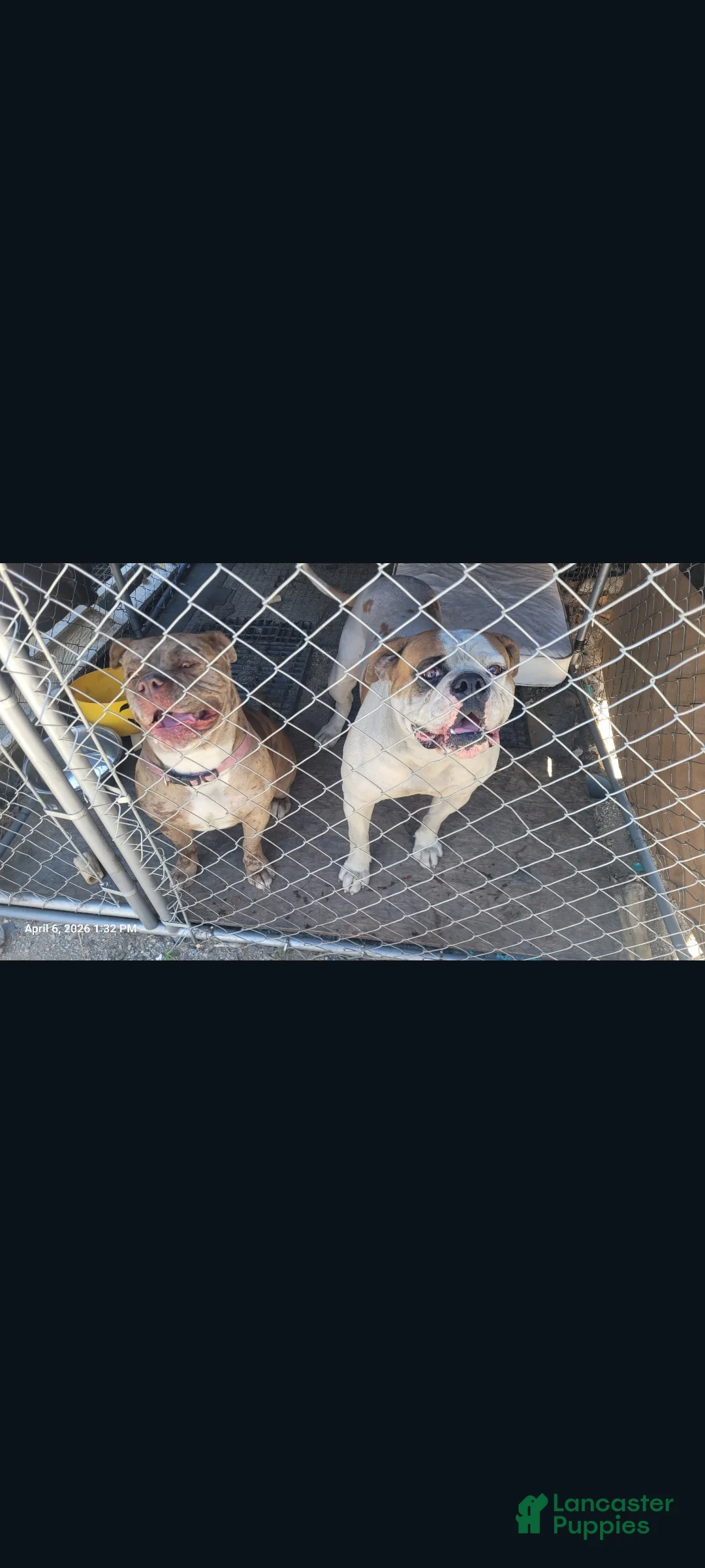 Mixed Breed dogs for sale: Mixed Breed 5 - Ad 4