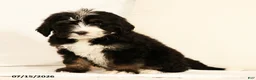 Bernedoodle dogs for sale: Ted - Ad 9