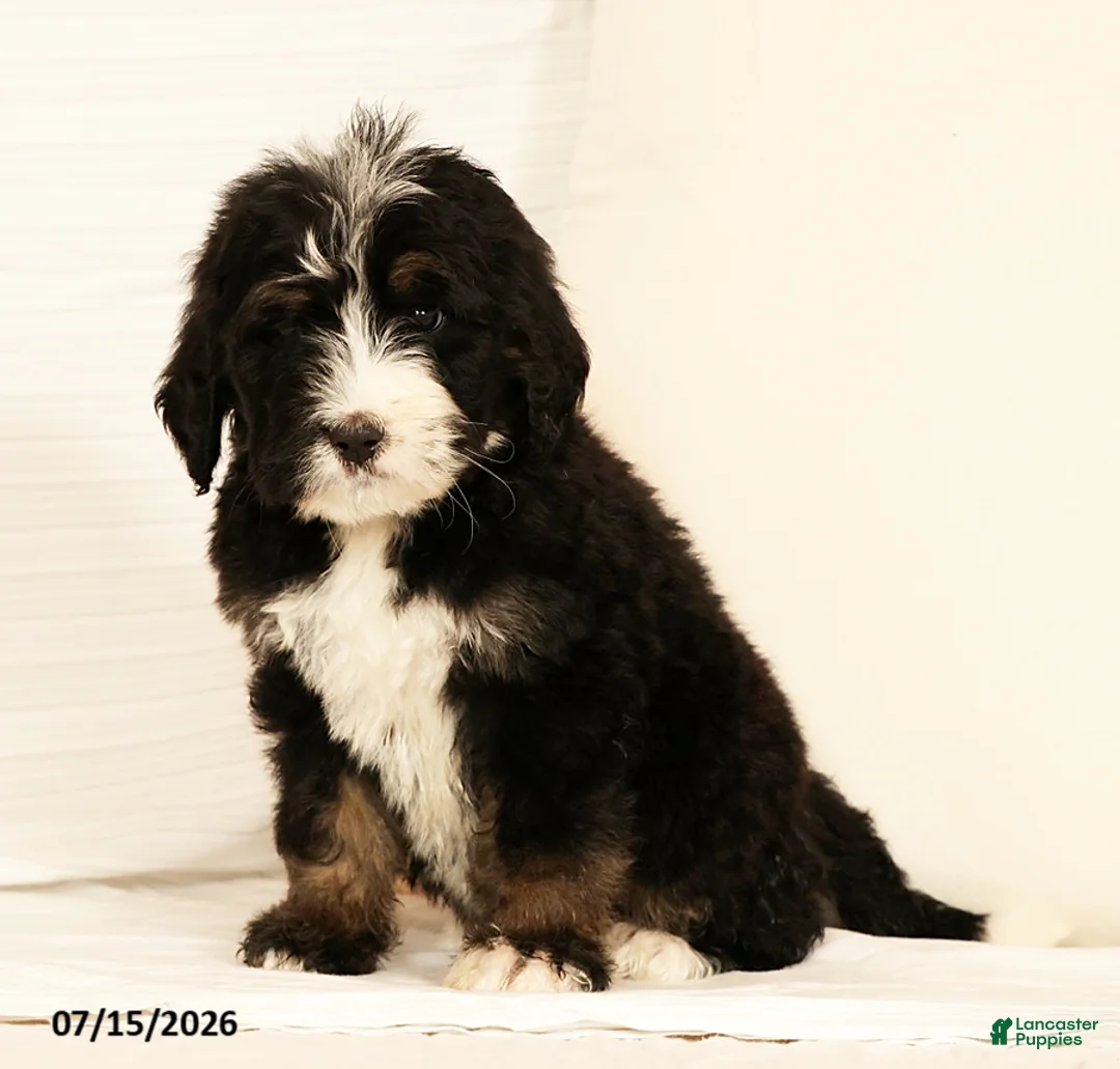 Bernedoodle dogs for sale: Ted - Ad 9