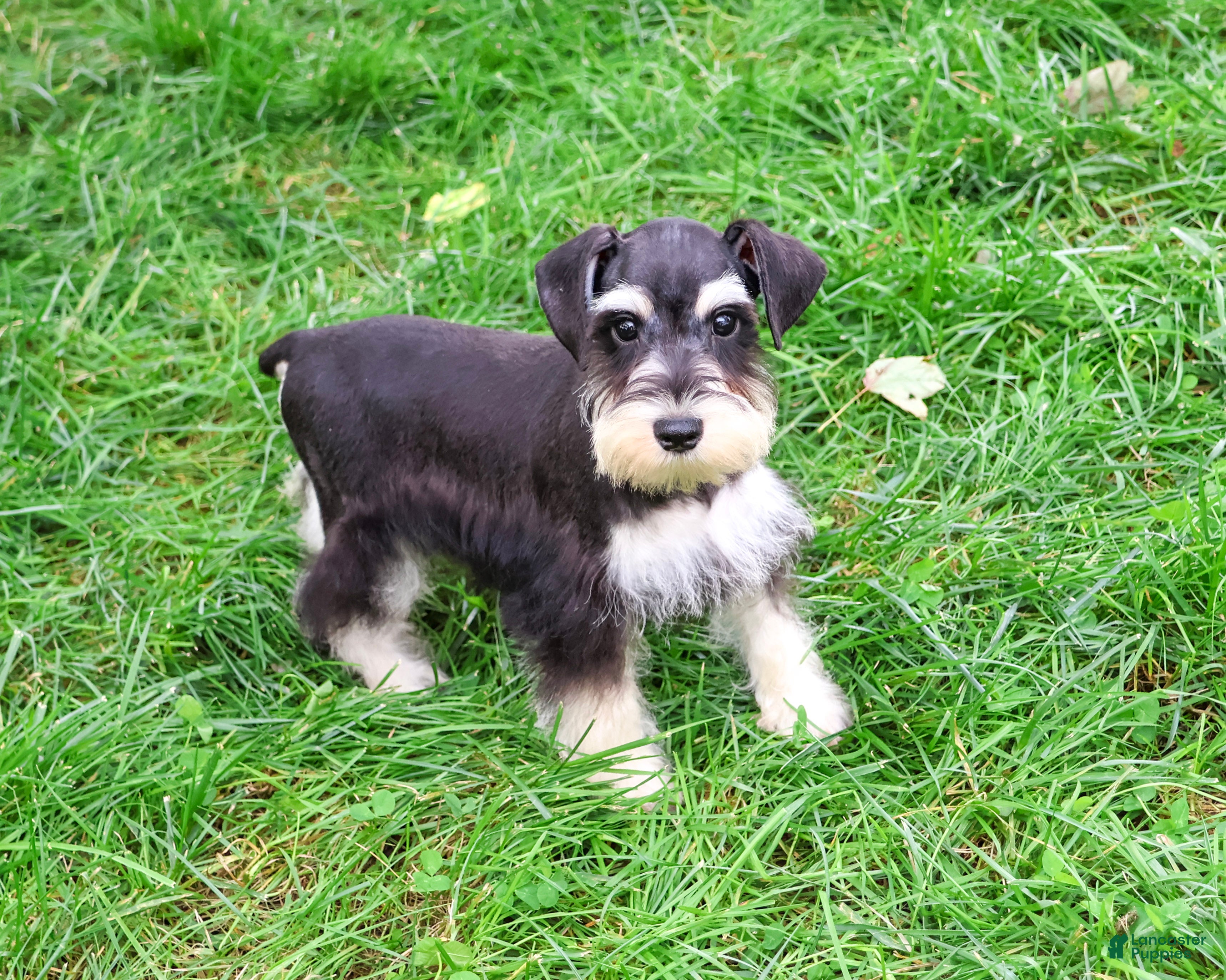 Miniature Schnauzer dogs for sale: Jeremy - Ad 2