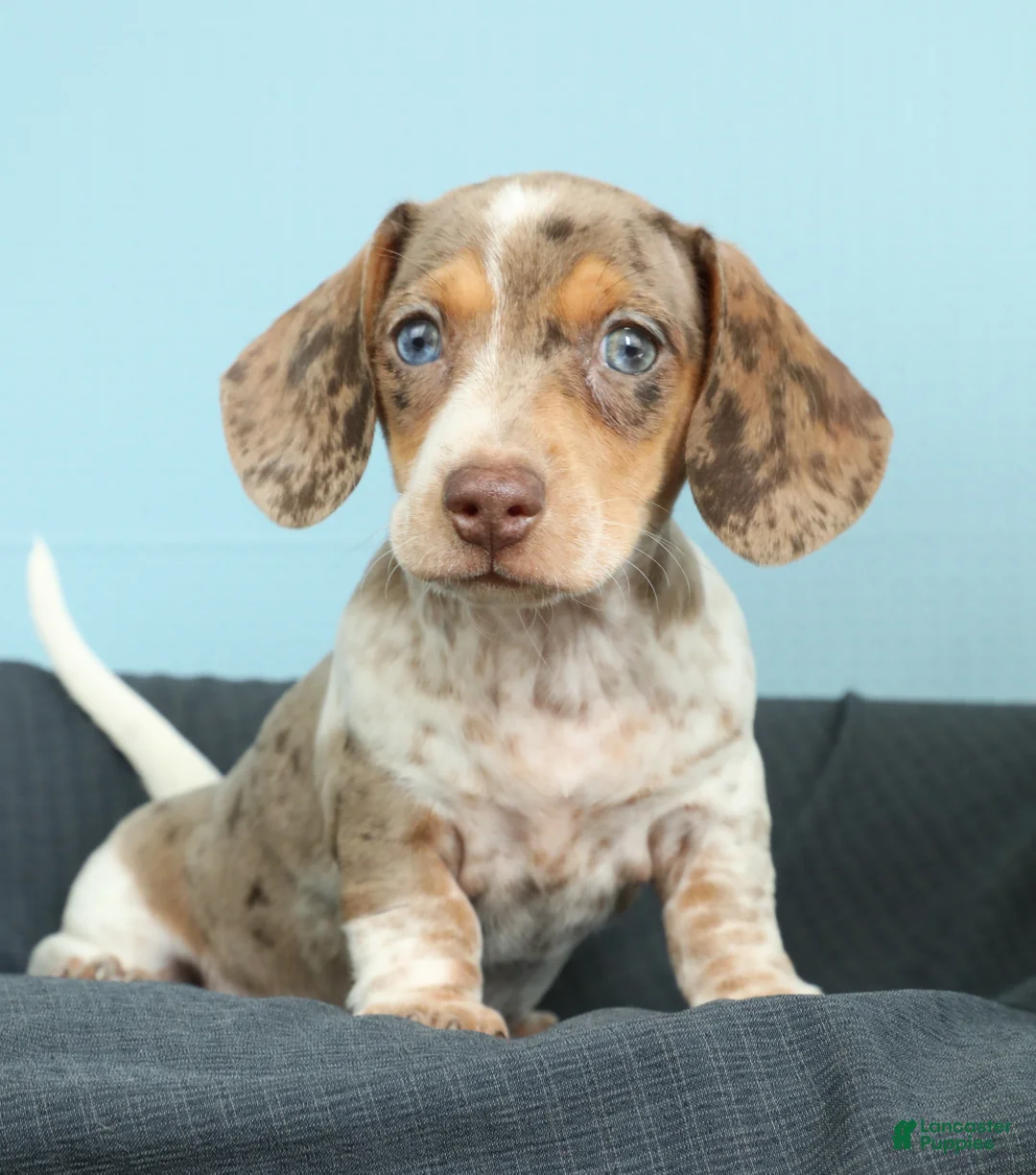 Miniature Dachshund dogs for sale: Sunny - Ad 1