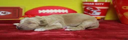 Goldendoodle dogs for sale: Cinder  - Ad 4