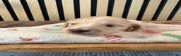Miniature Dachshund dogs for sale: Ginger - Ad 4