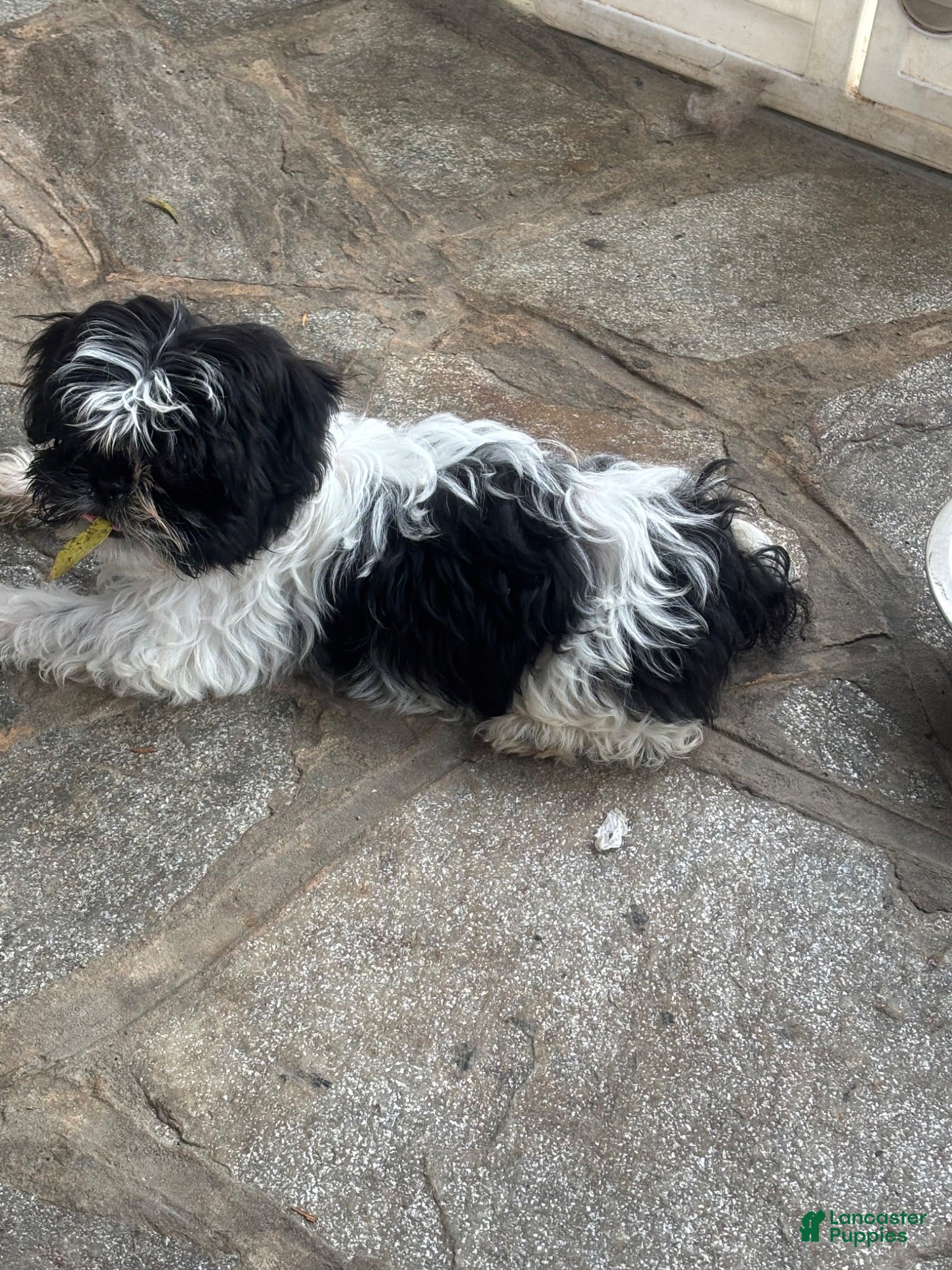 Shihpoo dogs Shihpoo 3 - Ad 37