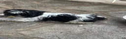 Shihpoo dogs for sale: Shihpoo 3 - Ad 1