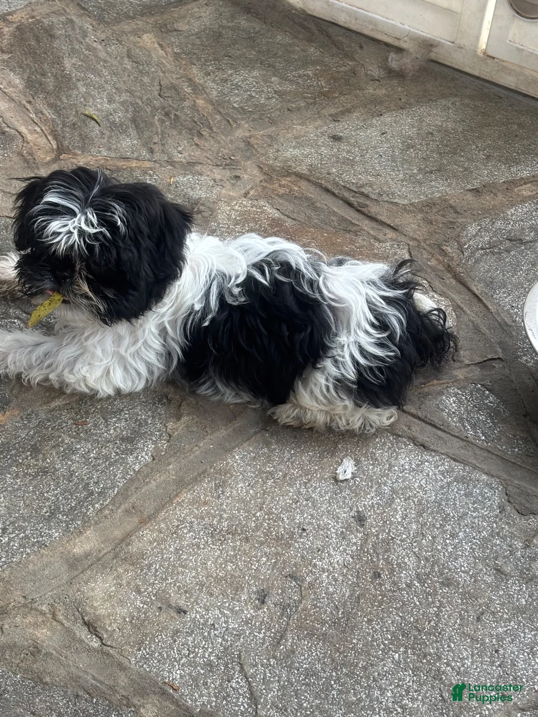 Shihpoo dogs for sale: Shihpoo 3 - Ad 1